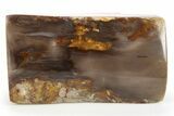 Polished Petrified Wood Limb Section - Washington #277114-1